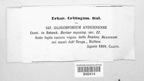 Marssonina andurnensis image